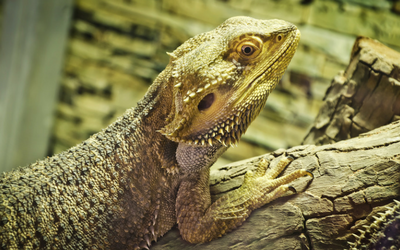 image for Reptile Awareness Day