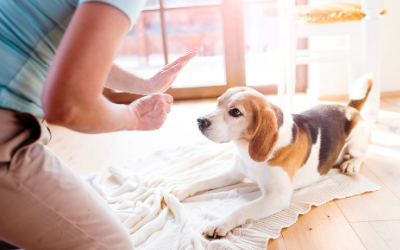 image for It’s Train Your Dog Month!